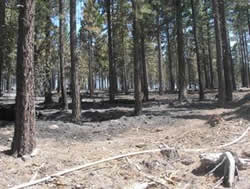 A treated stand post fire.
