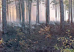 Bienville National Forest