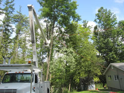 Specialized equipment and skills were required to safely remove trees close to park structures.