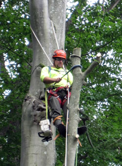 An AIR Team member dismantles a tree using rope and saddle method.