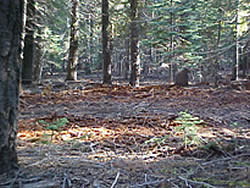 An area in the Huckleberry project area before treatment.