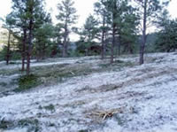 Picture of an area of the Dutch Joe projects that was treated. The Vincent Fire did not harm the trees in this area.