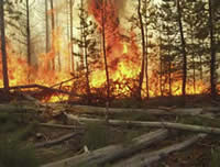 Chemult Fire burning in pockets of dead and down lodgepole pine.