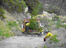 Firefighters thinning and chipping fuels along the fire break road.