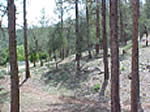 Picture of forest conditions after fuels reduction treatment, showing sparse, more open forest.