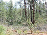 Picture of forest conditions before fuels reduction treatment, showing closed, dense forest.
