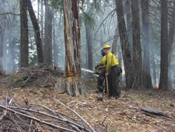 Firefighters cutting a dead tree.