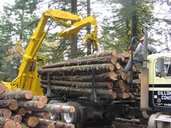 Loading small diameter logs on a log truck.