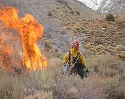 Firefighter lighting a prescribed fire in the Seven Pines project area.
