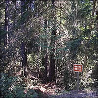 An area of thick forest before treatment