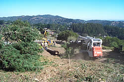 Equipment removing cut diseased pine trees