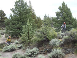 Crews cutting and removing vegetation in preparation for prescribed fire.