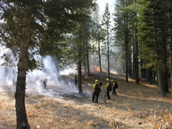 Fire crew patrolling control lines during prescribed fire.