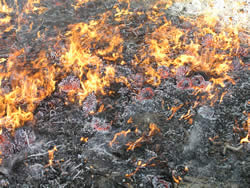 Ponderosa pine cones being consumed in fire.