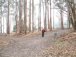 Palomarin eucalyptus grove after treatment