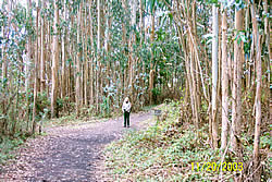 Palomarin eucalyptus grove before treatment