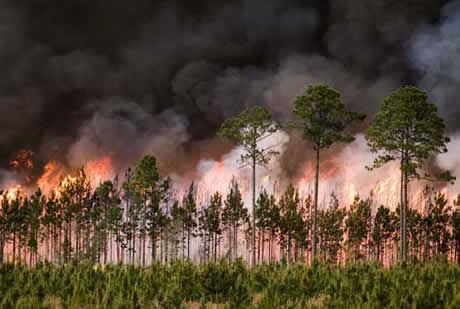 The Bugaboo fire burning in pine timber.