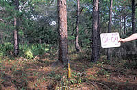 Pre-burn picture of longleaf-dominated area