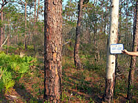 PPost-burn picture of longleaf-dominated area