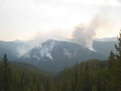 Collins Tooth fire