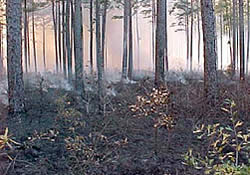 RCW cluster site after the burn