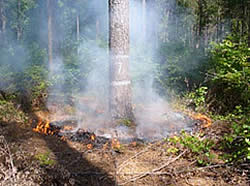Fire burning around the base of the banded red-cockaded woodpecker cavity tree