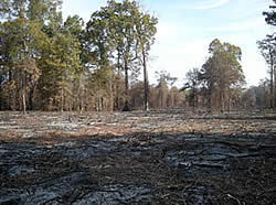 Area after mulching and prescribed burn showing further reduction of materials.