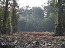 Area after mulching showing reduction of thick vegetation.