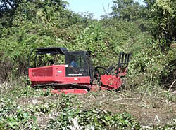 Area prior to mulching showing thick vegetation.