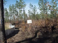 Area after prescribed burn showing reduction of thick vegetation.