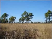 Healthy sand ridge grasses and pines.