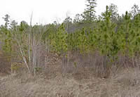 Pre-burn conditions in a young pine stand, displaying thick vegetation.