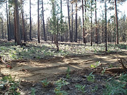A treated stand post fire.