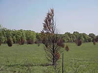 An area post burn showing killed red cedar