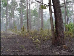 Area after mulching and prescribed burn showing further reduction of materials.