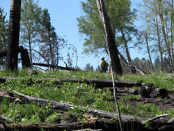 A firefighter observes the Uhl Hill Fire.