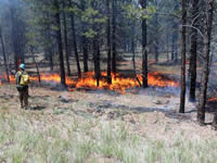 Picture of a firefighter monitoring fire activity during a prescribed burn.