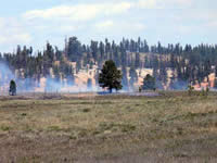 Picture of smoke from a prescribed fire burning on the other side of a meadow.