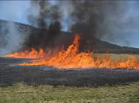 Picture of fire burning on a grassy area.