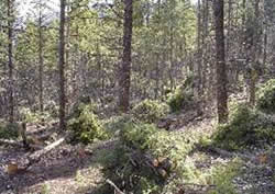 Picture of an area in the Garden Creek fuels reduction project area.