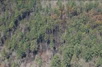 Picture: an aerial view of the results of the prescibed burn upon the forest vegetation pattern.