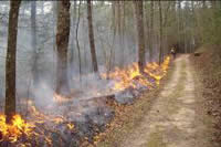 Picture of a firefighter igniting the prescribed fire along a roadway control line.