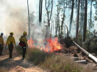 Picture of prescribed burning operations.
