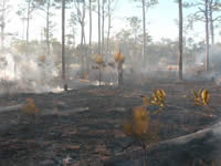 Picture of an area after prescribed burning.