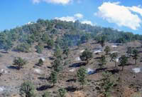 Picture of a hillside after a prescribed burn.