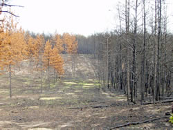 Picture of the fuel break along the Williams Trail.