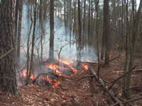 Picture of prescribed fire burning on the forest floor.