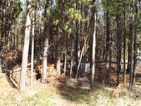 Picture of the Indian Lake Campground before fuels treatment.