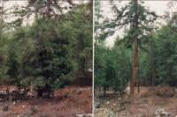 Picture of a douglas-fir trees infected with dwarf mistletoe before and afer treatment.