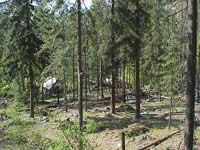 Picture of forest around homes that has been thinned.
